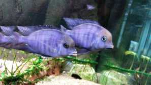 Blue dolphin aquarium fish